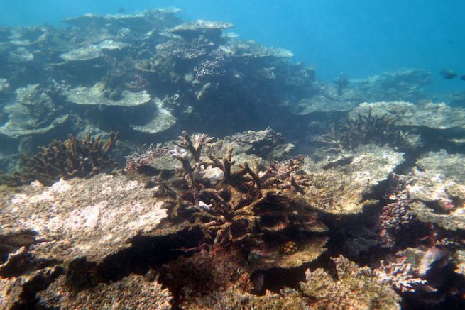 Dgradation des rcifs coralliens dans les les Samoa