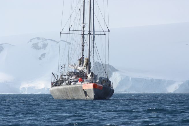 La golette Tara, en mission autour du monde pour sauvegarder le patrimoine maritime