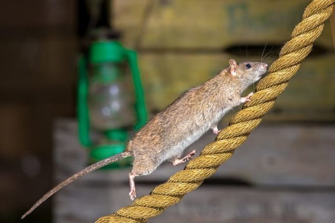 Des rats sur un bateau, réagir prestement pour éviter les dégâts