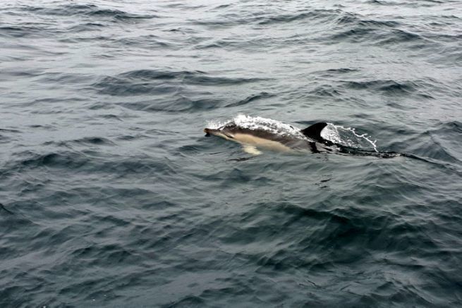 Traverse Scilly-Irlande, une navigation parfaite en compagnie des dauphins