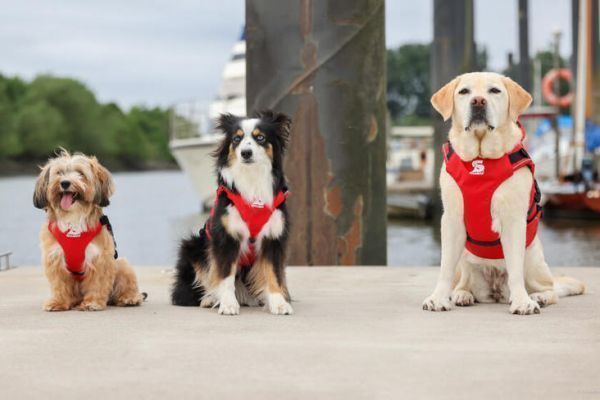 Gilet Réfléchissant Pour Chien - Veste De Sécurité Fluorescente Haute Visibilité Nuit - Promenade Aventure