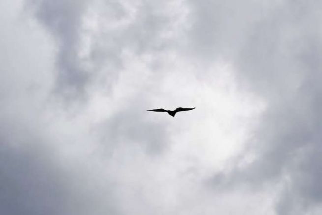 Caracara en vol, Puerto Williams.