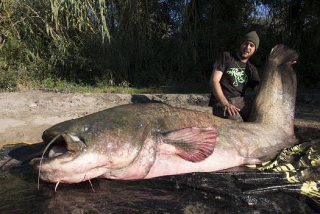Sébastien Delabre pose avec le plus gros silure du monde
