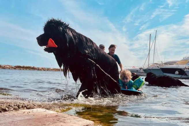 Le terre-neuve, un chien adapt au sauvetage en mer