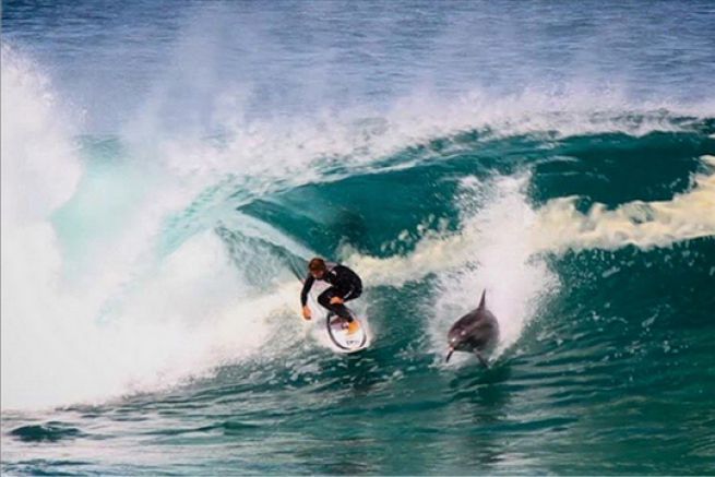 Soli Bailey surfe avec un dauphin