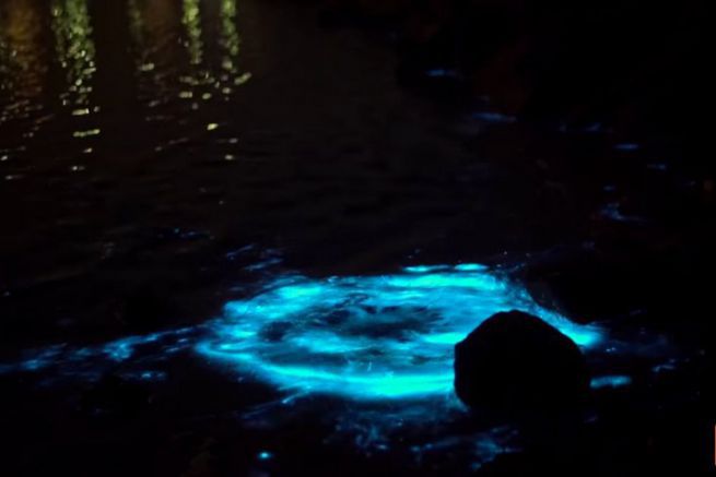 Phnomne de bioluminescence