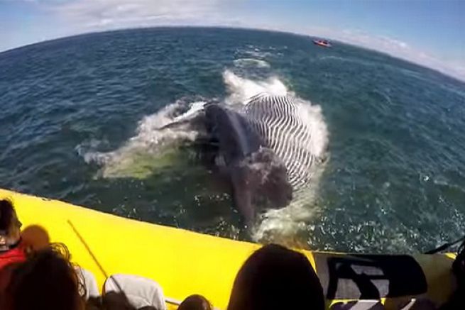 La baleine frle le semi-rigide o se trouve les touristes 